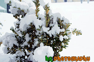 Snow on Green Bush painting