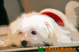 Maltese Puppy Laying on Carpet painting