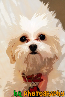 Maltese Puppy & Spiked Hair painting