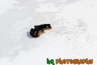 Brown Frog in Snow painting