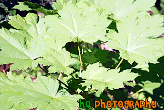 Green Sticker Bush painting