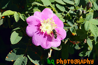 Bee Pollinating on Pink Flower painting