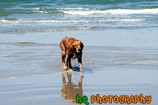 Golden Retriever in Ocean painting