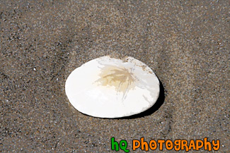 Sand Dollar in Sand painting