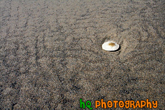 Sand Dollar on Beach painting