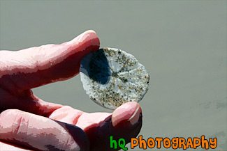 Sand Dollar in Hand painting