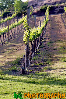 Rows of Wine Vines painting