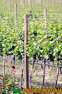 Winery Vines painting