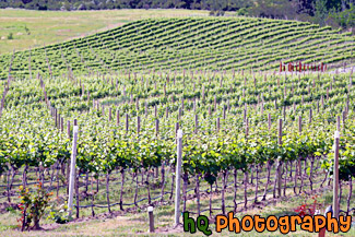 Vineyard Field painting