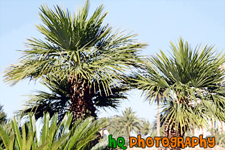 Palm Trees & Blue Sky Up Close painting