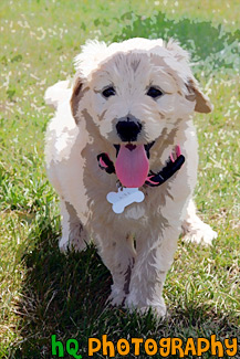 Goldendoodle Puppy Panting painting