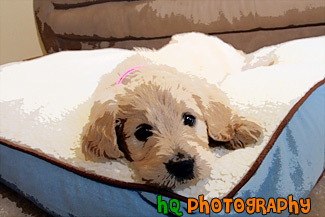 Goldendoodle Puppy on Bed painting