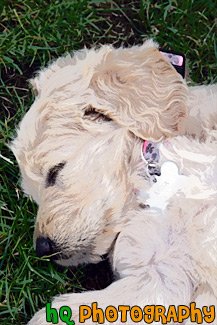 Puppy Sleeping painting