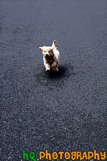 Goldendoodle Puppy Running on Payment painting