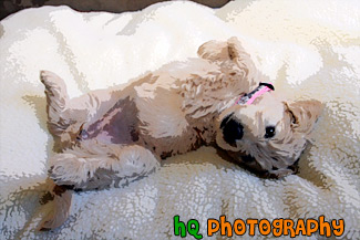 Goldendoodle Puppy Belly Up painting