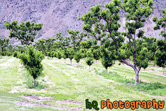 Rows of Apple Trees painting