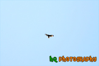 Bird Flying in Blue Sky painting