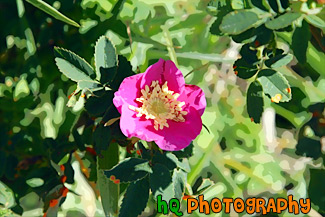 Pink Flower in Sun & Shade painting