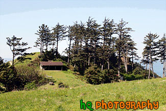 Tall Trees Along Oregon Coast painting