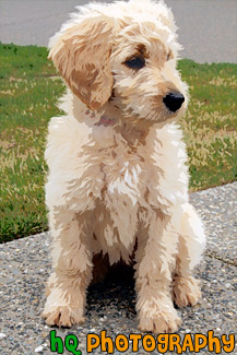 Goldendoodle Puppy Sitting painting