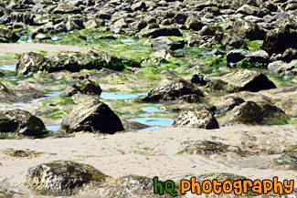 Rocks & Seaweed on Beach painting