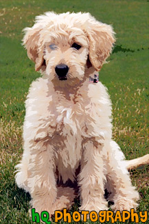 Goldendoodle Puppy Dog Sitting painting