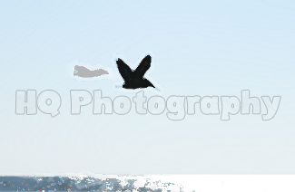 Two Pelicans Flying in Florida painting