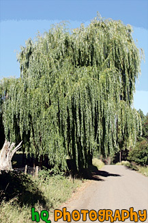 Willow Tree painting