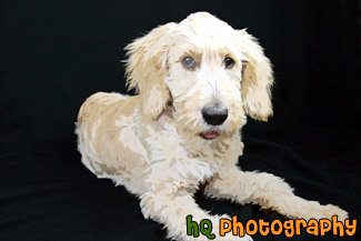 Goldendoodle Puppy in Studio Room painting