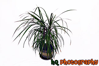 Plant on White Background painting
