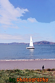 White Sailboat & Bird on Shore painting