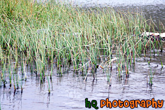 Grass in Beach Water painting