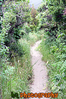 Hiking Trail Along Beach painting