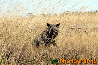 Black and Gray Fox in Field painting