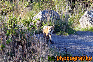 Brown and White Fox painting