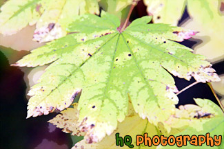 Green Leaf Changing Color painting