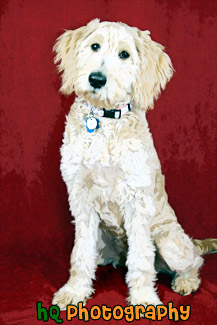 Goldendoodle Puppy Portrait painting