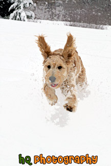 Goldendoodle Puppy Running in Snow painting