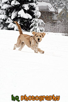 Puppy Playing in Snow painting