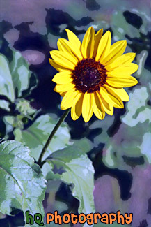 Sunflower Close Up painting