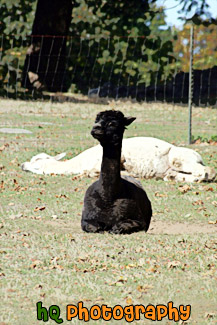 Black  & White Alpacas Laying Down painting