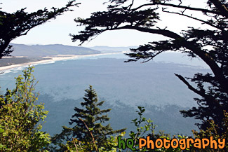 Oregon Coast Through Trees painting