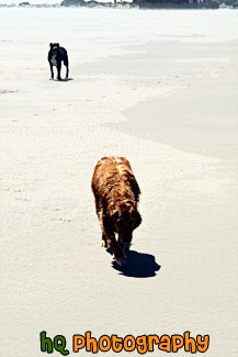Two Dogs Walking on Beach painting