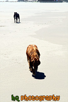 Two Dogs Walking on Beach painting