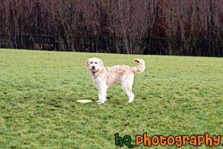 Dog Standing on Grass with Frisbee painting