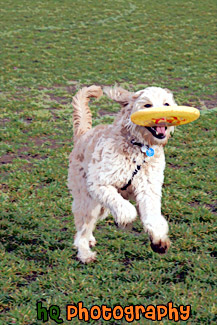 Goldendoodle & Frisbee painting