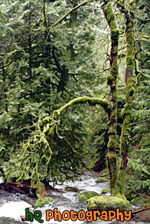 Creek Running Through Moss on Trees painting