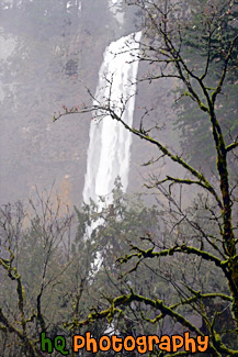 Multnomah Falls Behind Mossy Tree painting