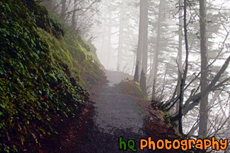 Foggy Trail and Trees painting