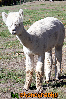 White Alpaca painting